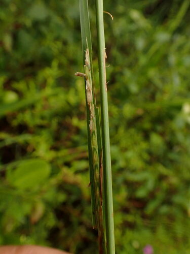 Rottboellia aurita