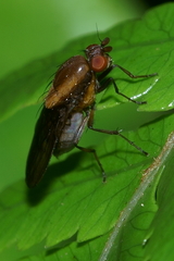Allophylopsis
