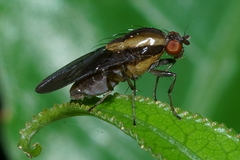Allophylopsis