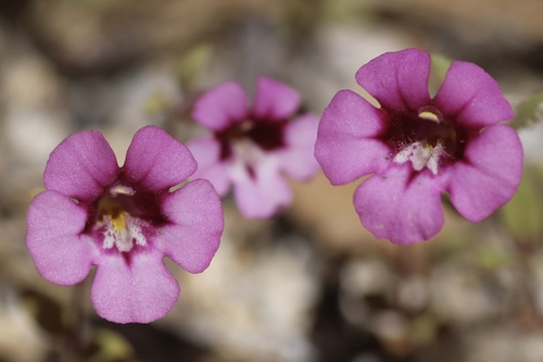 Diplacus layneae (Diplacus layneae)