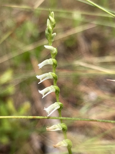 Eaton's Lady's Tresses (Spiranthes eatonii)