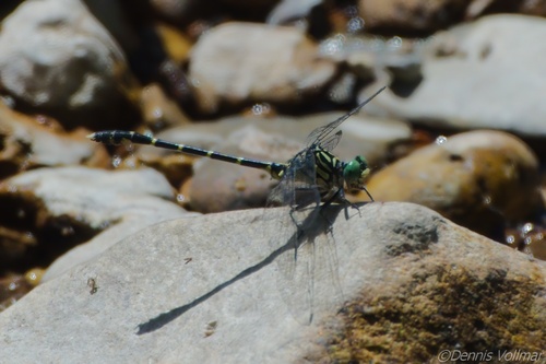Interior Least Clubtail photo 5