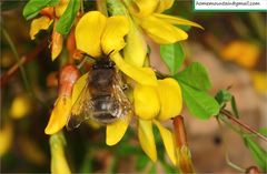 Anthophora villosula