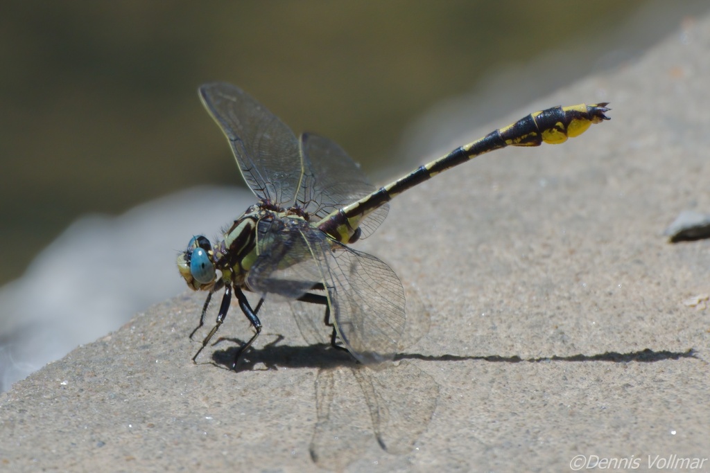 Tennessee Clubtail