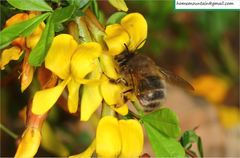Anthophora villosula