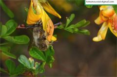 Anthophora villosula