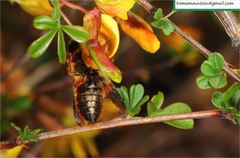 Megachile desertorum