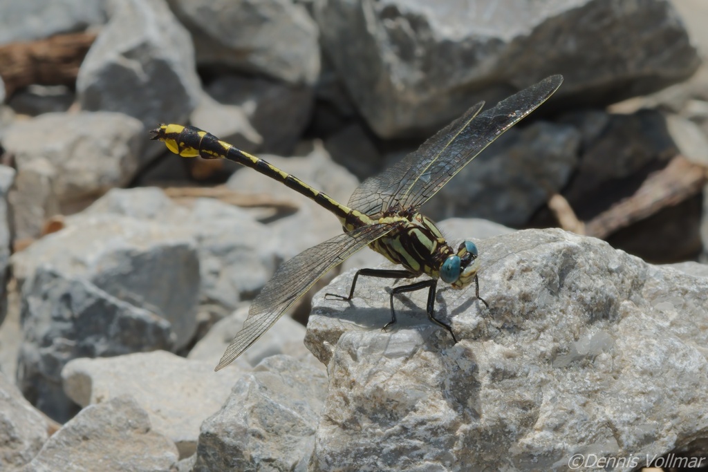 Tennessee Clubtail
