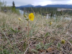 Potentilla arenosa