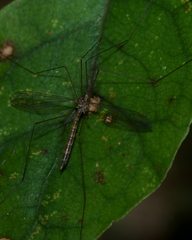 Limnophilella delicatula