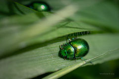 Chrysolina herbacea