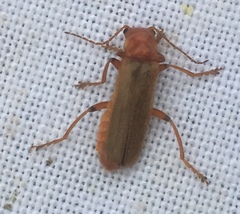 Cantharis cryptica