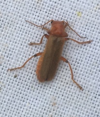 Cantharis cryptica