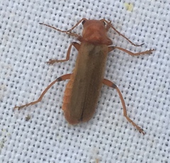 Cantharis cryptica