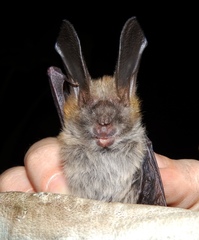 Egyptian Slit-Faced Bat photo 3