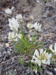 Oxytropis borealis viscida