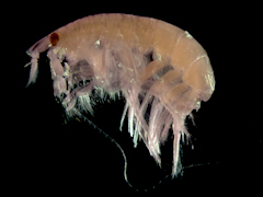 sand digger shrimp