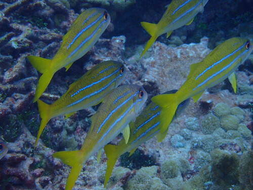 Mulloidichthys mimicus observed 2023-01-02
