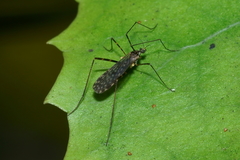 Amphineurus bicinctus