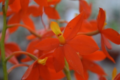 Prosthechea vitellina
