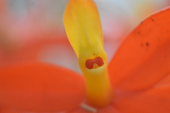Prosthechea vitellina