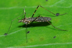 Amphineurus bicinctus