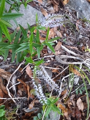 Veronica pubescens pubescens
