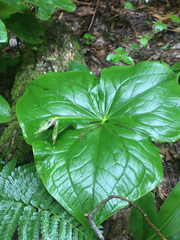 Trillium sulcatum