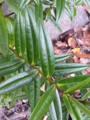 Veronica pubescens pubescens