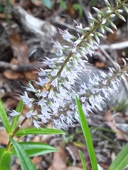 Veronica pubescens pubescens