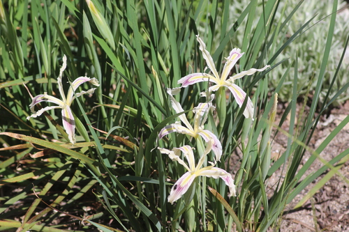 Image of Iris tenuissima by no rights reserved