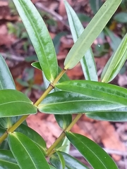 Veronica pubescens pubescens