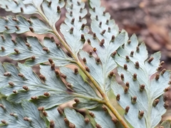 Loxsoma cunninghamii