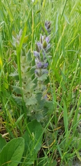 Ajuga orientalis