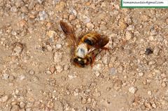 Megachile desertorum