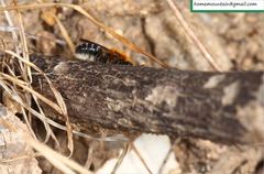 Hoplitis beijingensis