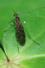 Sylvicola undulatus