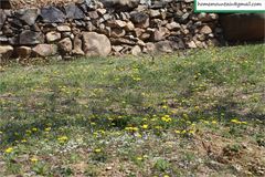 Taraxacum mongolicum