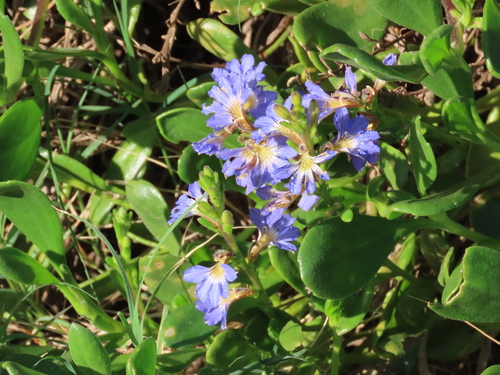 Image of Dune Fan-Flower (Scaevola calendulacea) by (c) ian_mcallan, some rights reserved (CC BY)