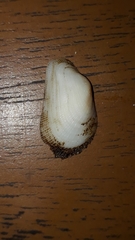 Barbatia