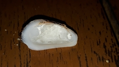 Barbatia