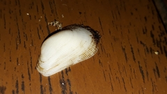 Barbatia