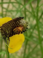 Calocoris barberi