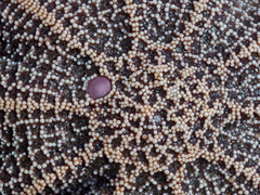 Stichaster australis