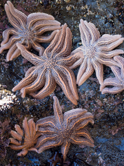 Stichaster australis