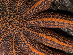 Stichaster australis