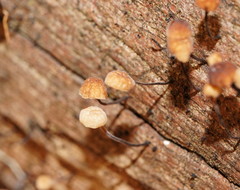 Marasmius alveolaris