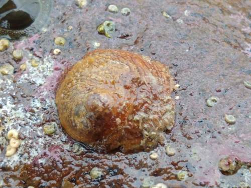 Sigapatella novaezelandiae (Lesson, 1831)