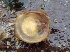 Sigapatella novaezelandiae