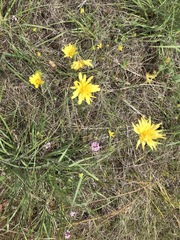 Microseris nutans